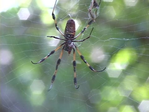 Large striped spider crawls on a web in the forest.