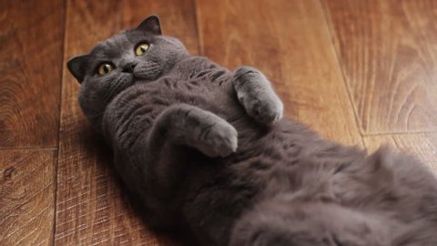 British cat lying on the  floor on his back, trying to sleep.  happy cat. blue British cat with a gray tint lies on a beige background. Eyes are almond colored. The animal is looking at camera