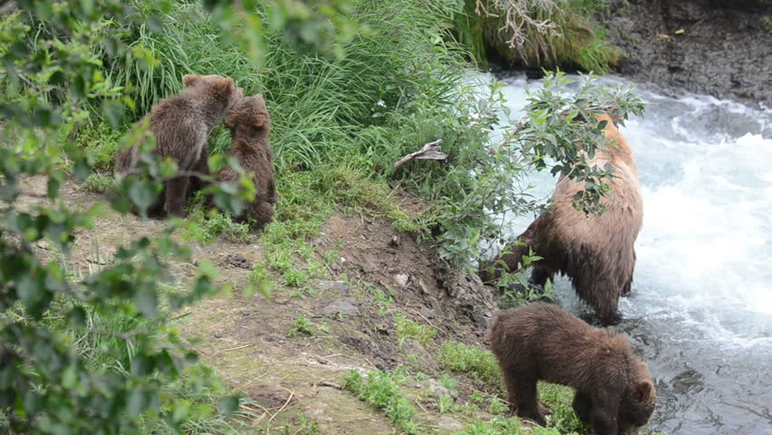 A female Alaskan brown bear fishes for salmon in a stream with its three cubs stand on the shoreline in Katmai National Park, Alaska