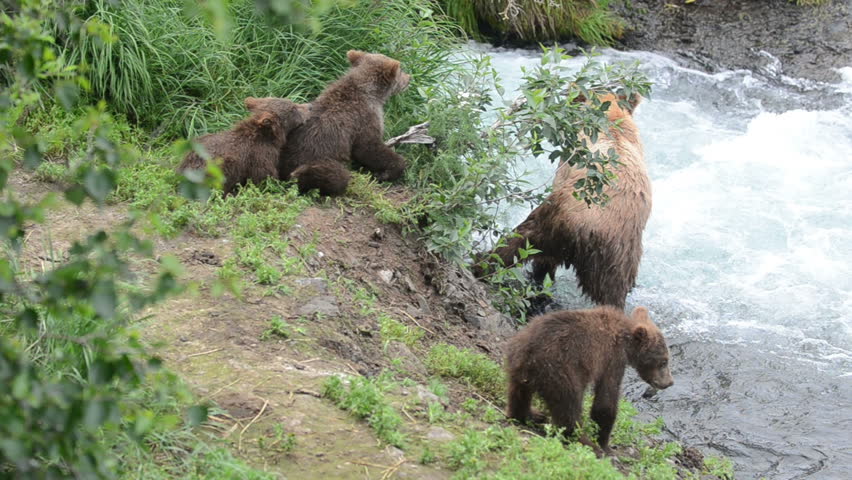 A female Alaskan brown bear fishes for salmon in a stream with its three cubs stand on the shoreline in Katmai National Park, Alaska