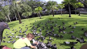 little boy feeding pigeons in the park at the day time. video filmed on camera gopro. 