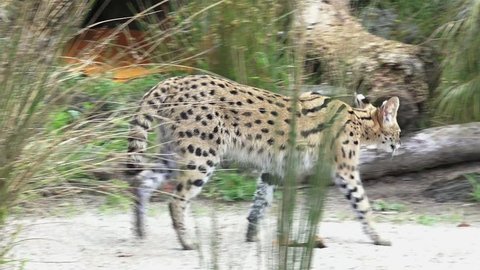 Serval a medium-sized African wild cat native to sub-Saharan Africa. No people. Copy space