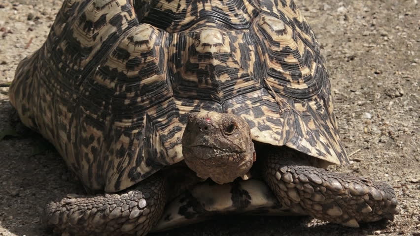 Leopard tortoise