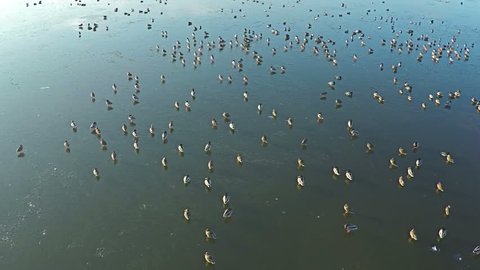 AERIAL view of flying ducks in the lake, SLOW Motion. Flock of Birds flying over winter lake. 