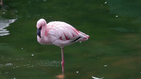 Close-up View of Pink Flamingo in the Lake. 4K Ultra HD 3840x2160 Video Clip