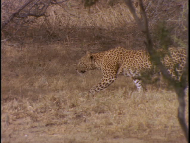 A cheetah stalks through the grass.