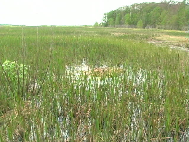 A sandhill crane nest with eggs in the northernmost part of the Florida everglades.