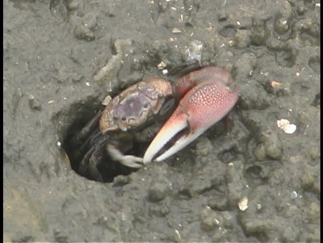 A fiddler crab eats dirt as it slowly crawls out from its hole.