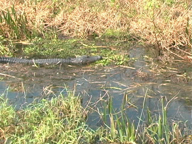 An alligator in the marsh.