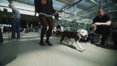 LONDON, 29 JANUARY 2014 - A young female traveler walks with her dog through St. Pancras railway station. This station is used by approximately 45 million passengers annually and is home to Eurostar.