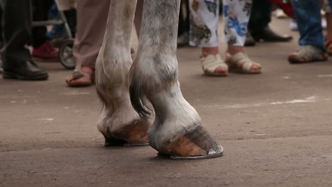 Horse's hooves standing on the asphalt.
