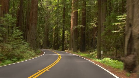 Driving POV on Avenue of the Giants through a portion of Humboldt Redwoods State Park, California; Panasonic GH4.