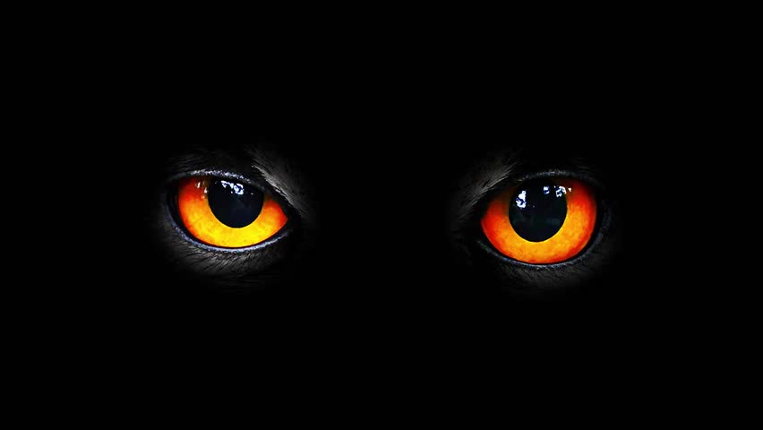 The Evil Eyes Blinking. Carnivorous Stock Footage Video (100% Royalty