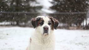 Saint Bernard dog sitting in snow looking at camera, video