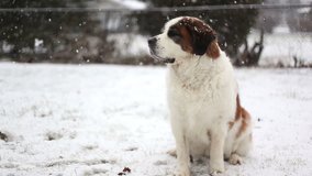 Saint Bernard dog sitting in yard during snow fall, video