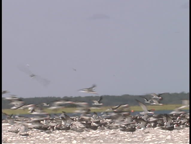 Seagulls land on the beach.