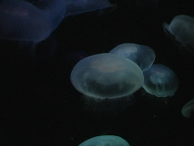 Surreal looking jelly fish pulsating (great for a title background