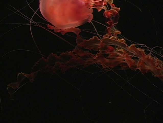 A pink jellyfish swims downward.
