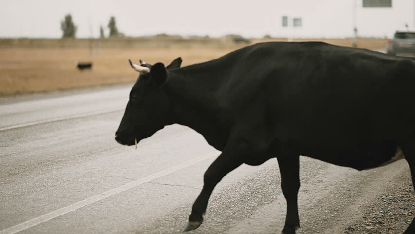 nonpolitical news Black Cow Crossing the Road bias free news without opinions 