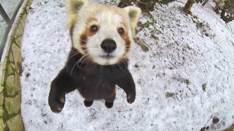 Red panda bear walks on a snow and tries to eat the video camera