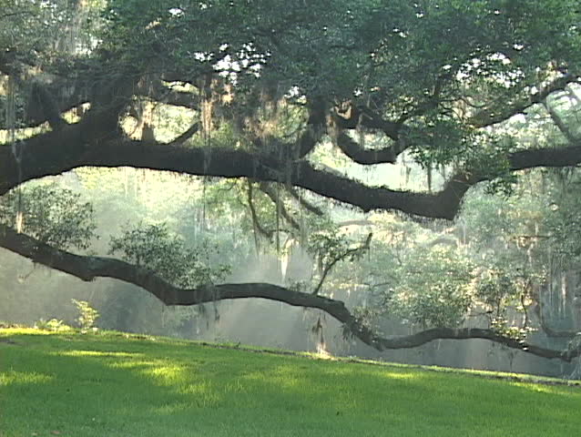 Sunlight shines through an idyllic forest.