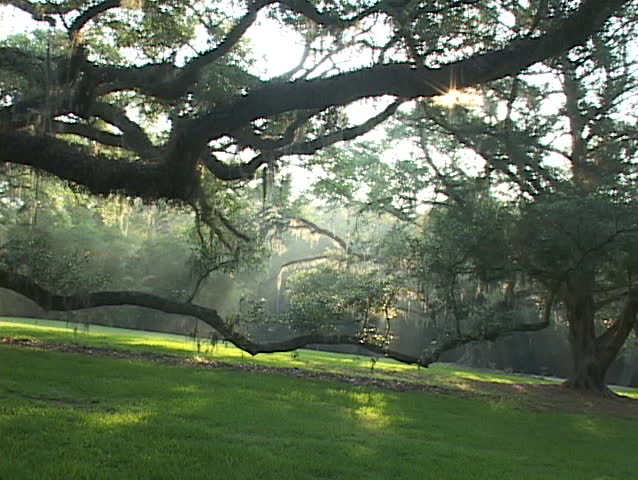 Sunlight shines through mossy trees in a forest in the deep South.