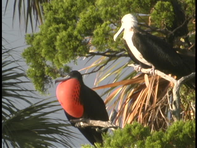 A black bird with a bright orange chest perches in a tree.