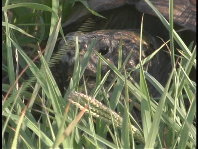 Stalks of grass surround the head of a large tortoise.