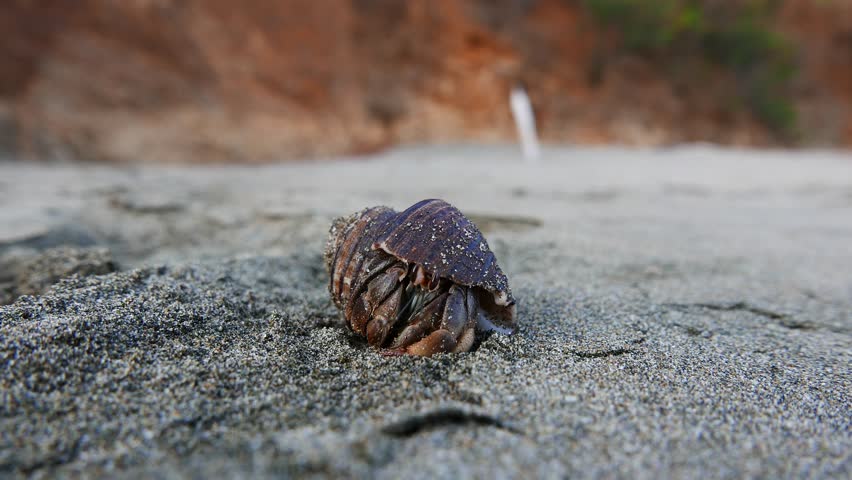 Small sea snail moving across the sand