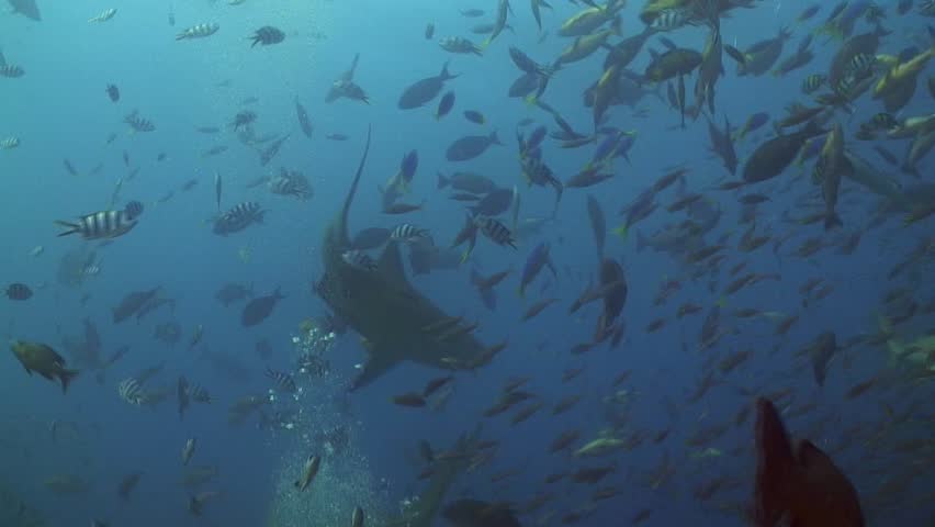 Bull shark (Carcharhinus leucas) filmed at Beqa Island, Fiji.