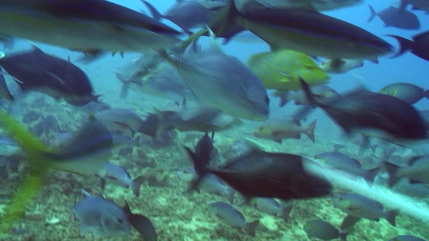 Bull shark (Carcharhinus leucas) filmed at Beqa Island, Fiji.