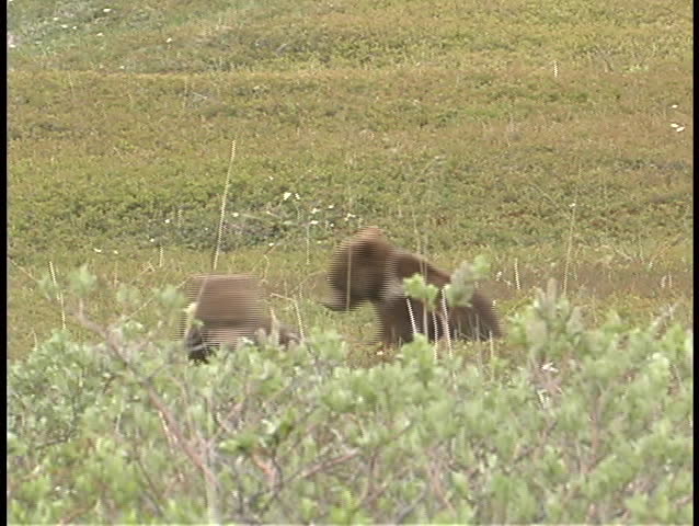 Baby brown bear cubs play in the grass.