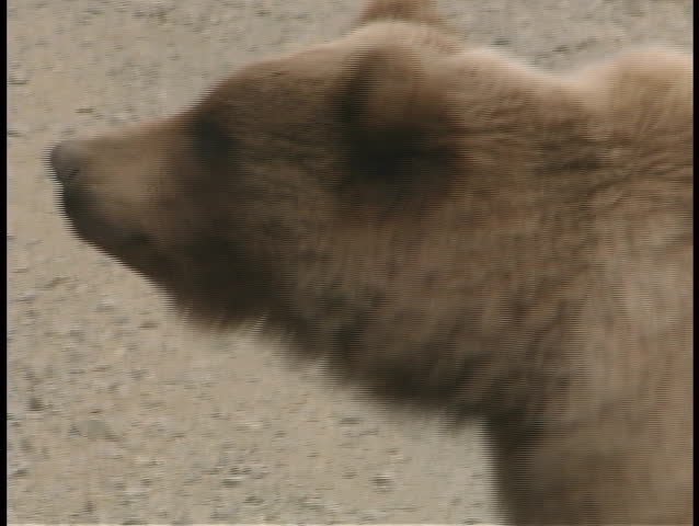 A bear approaches a car on a highway in a national park.