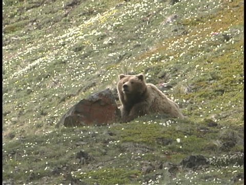 A mother Grizzly and her cub wander along a hillside.