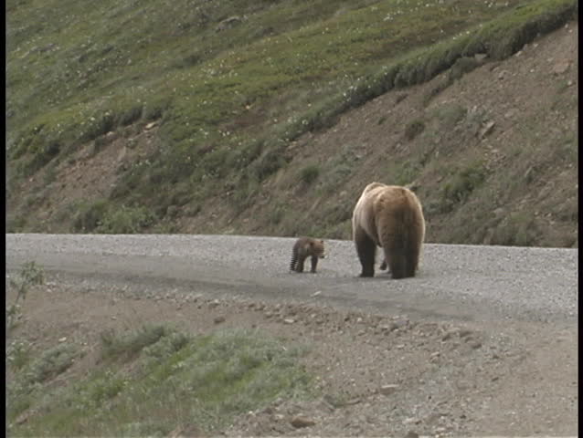 A mother Grizzly and her cub play on the ground.