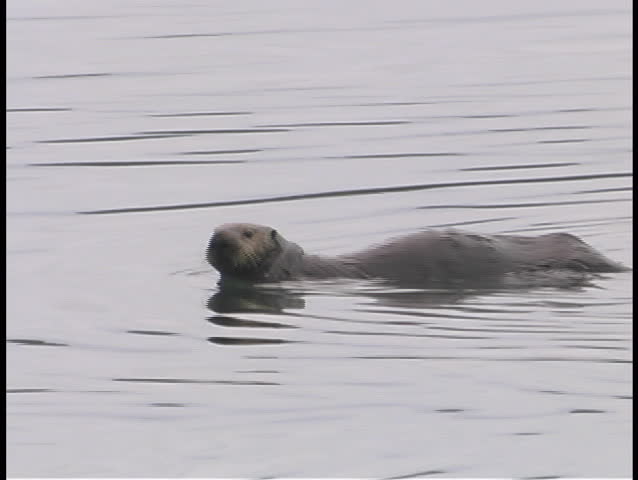 A beaver floats on his back.