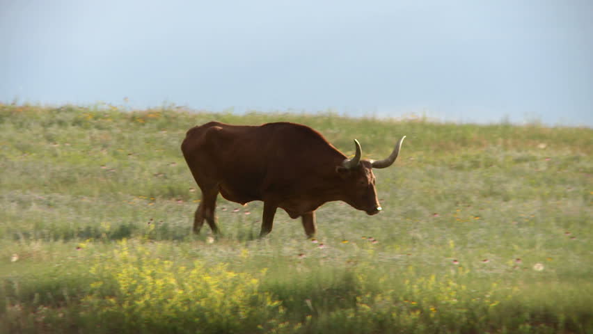 A bull walks across a field of flowers during sunset