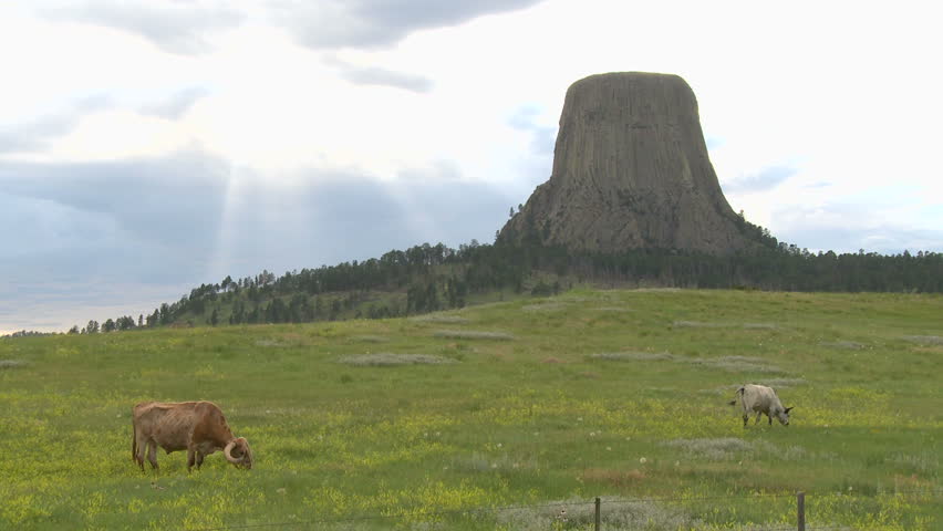Cattle graze at the base of Devil's Tower