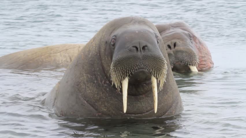 Walrus in the Water of Stock Footage Video (100% Royalty-free) 14028824 |  Shutterstock