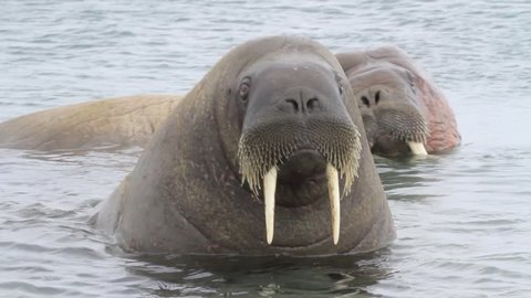Walrus in the water of Spitsbergen
Steady shot of Walrus in the water
