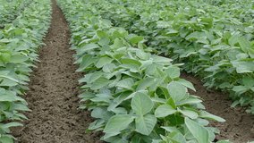 Agriculture, green cultivated soy bean field in early summer 4K footage