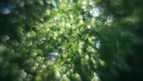 Excellent fantasy light bubbles, shining on green with red inclusions floral background in fairy tale style. Adorable abstract view of sunshine play in forest in amazing full HD clip.
