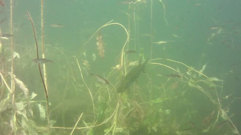 Pike and shoal of small fish in the lake