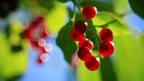 Vibrant bird cherry berry truss close up, waving on light wind and shining on green garden and blue sky background. Adorable view of magic nature in amazing lyric full HD clip.
