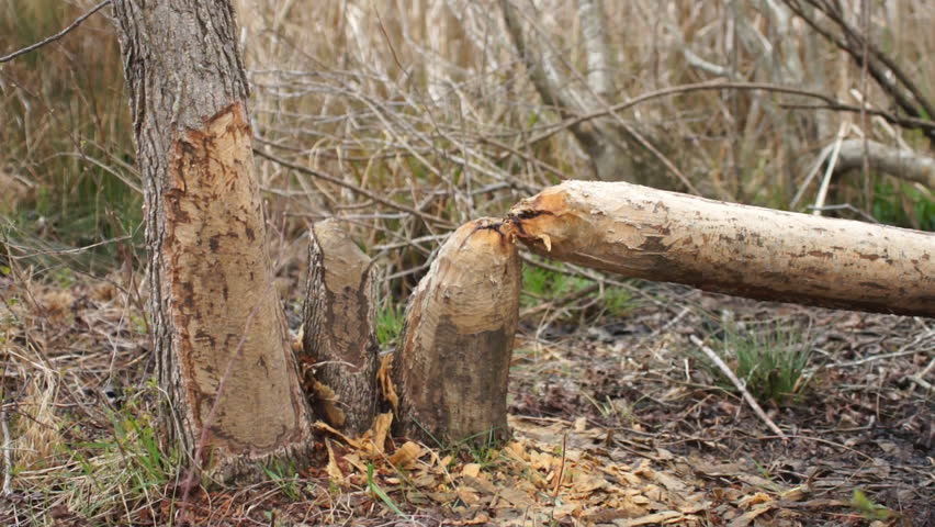 Nuisance Beaver (Castor canadensis) cause huge economic forestry loss in the