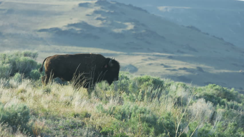 Close up of buffalo crossing road