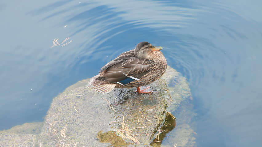 Duck standing on one foot
