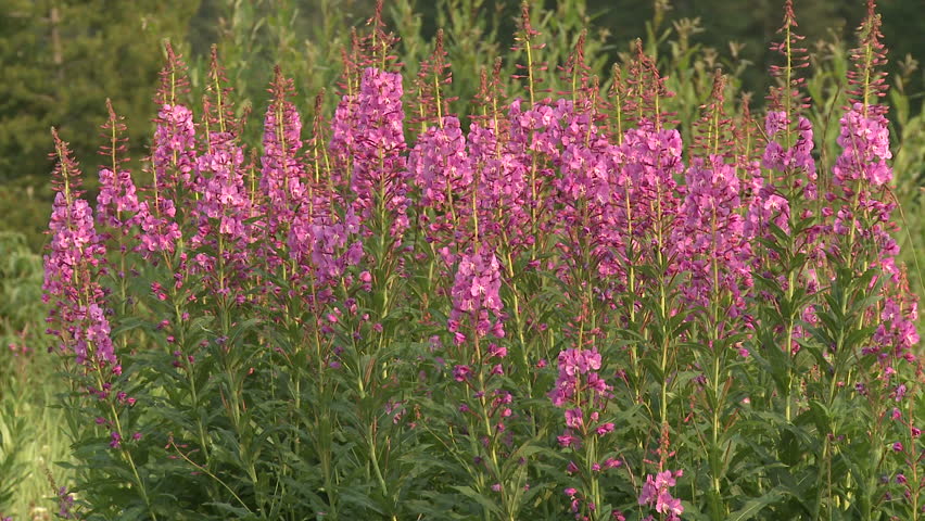 Fireweed wildflowers with bees in the Rocky Mountains 