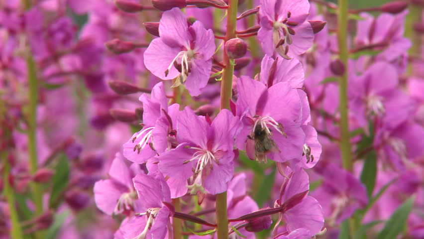 Fireweed wildflowers with bees in the Rocky Mountains 