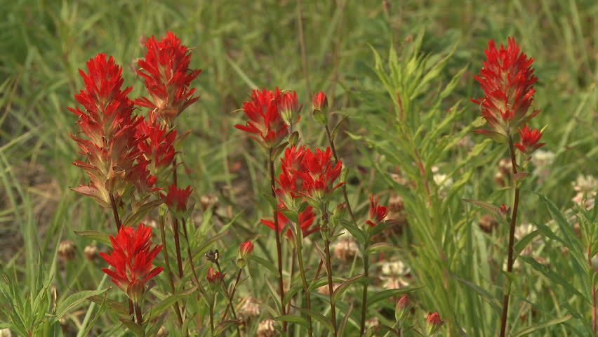 Indian Paintbrush wildflowers in the Rocky Mountains
